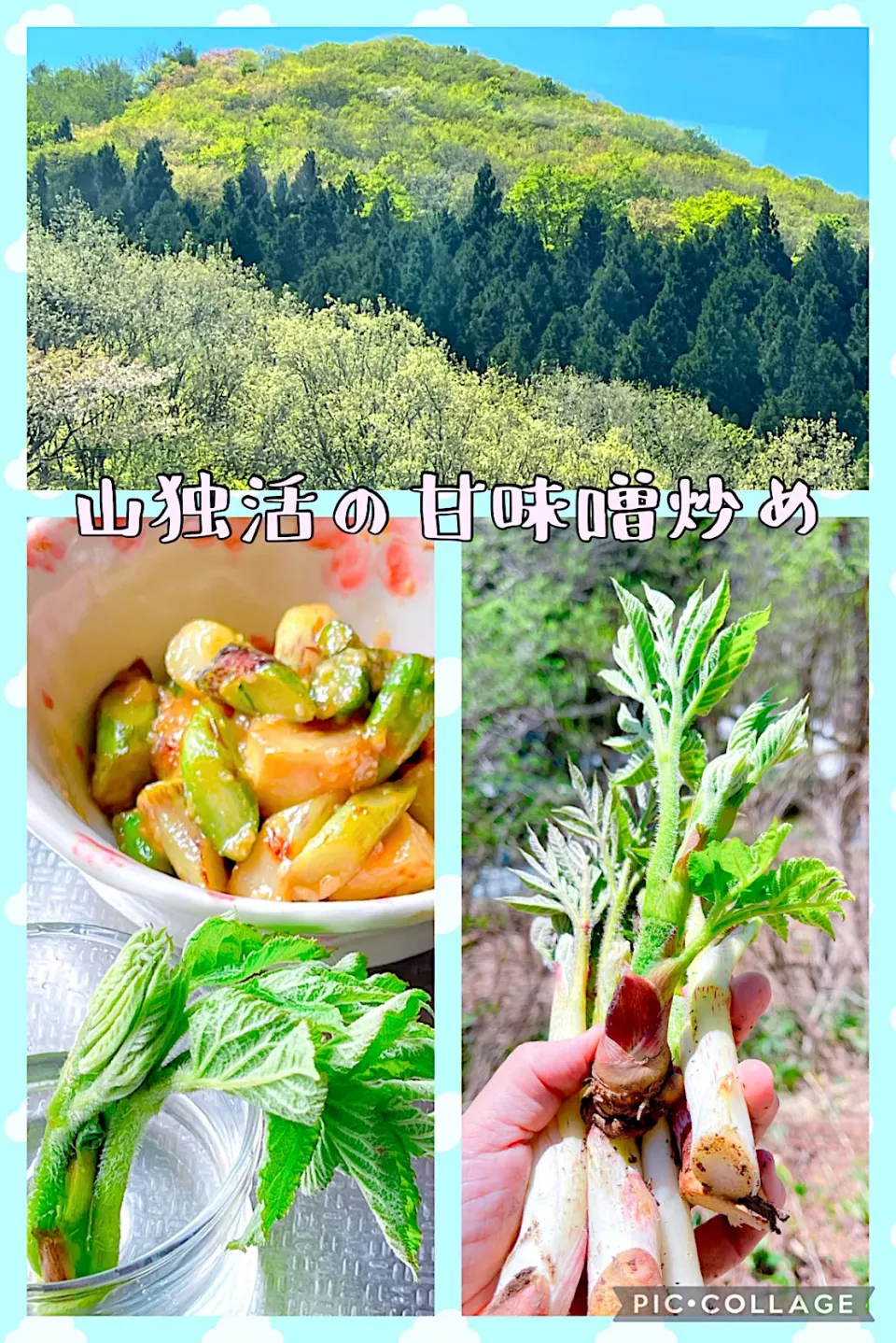 Snapdishの料理写真:山独活採ったぞ〜！からの〜甘味噌炒め(⊹＾◡＾)ノo.♡ﾟ｡*|Blueberry🫐さん