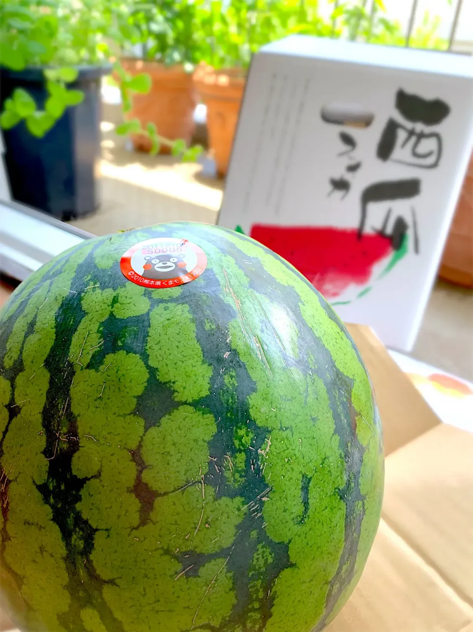 Snapdishの料理写真:日本一の生産量熊本西瓜🍉届きました。|シュトママさん