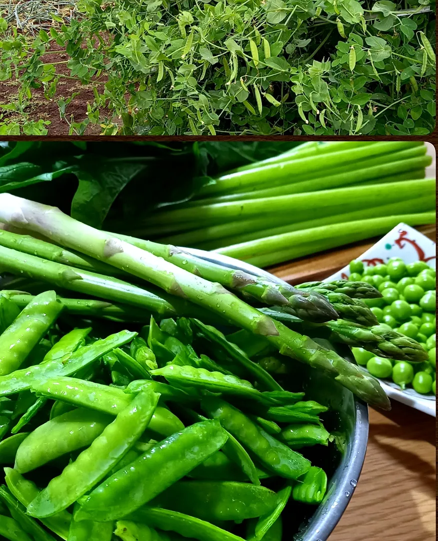 野菜の収穫🙂|ナオミさん