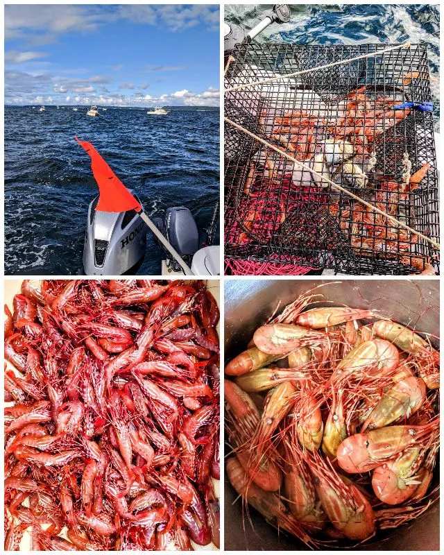 Snapdishの料理写真:catch and cook - red spotted shrimp from Puget Sound|steven z.y.さん