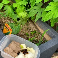 鯨の肉焼いたんとご飯。減量中のトレーニング前ご飯|たかあきさん