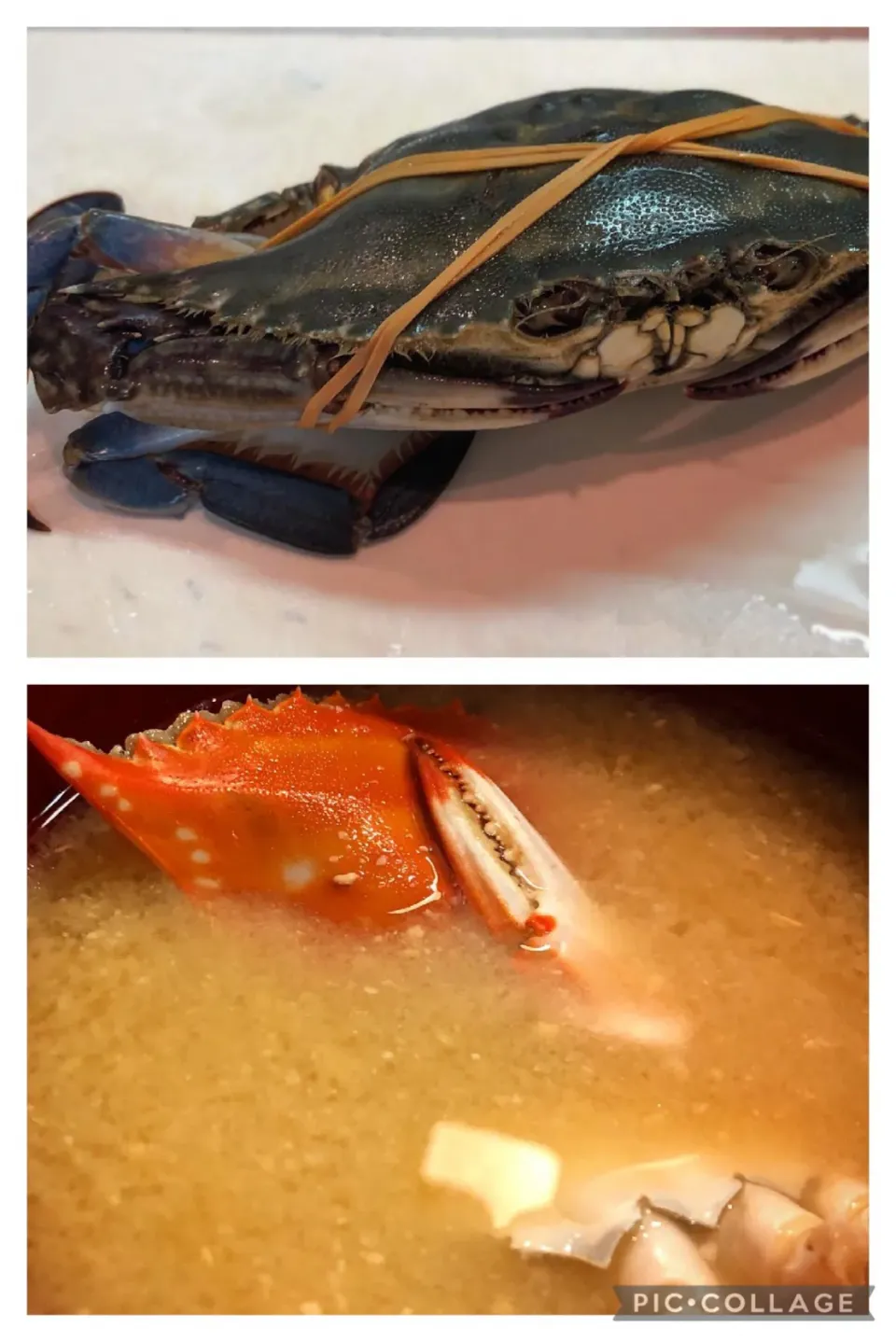 ワタリガニの味噌汁🦀|Yossarianさん