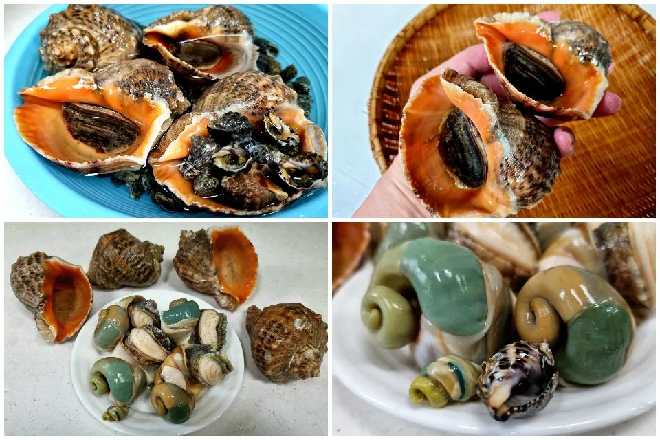 oyster snails|steven z.y.さん