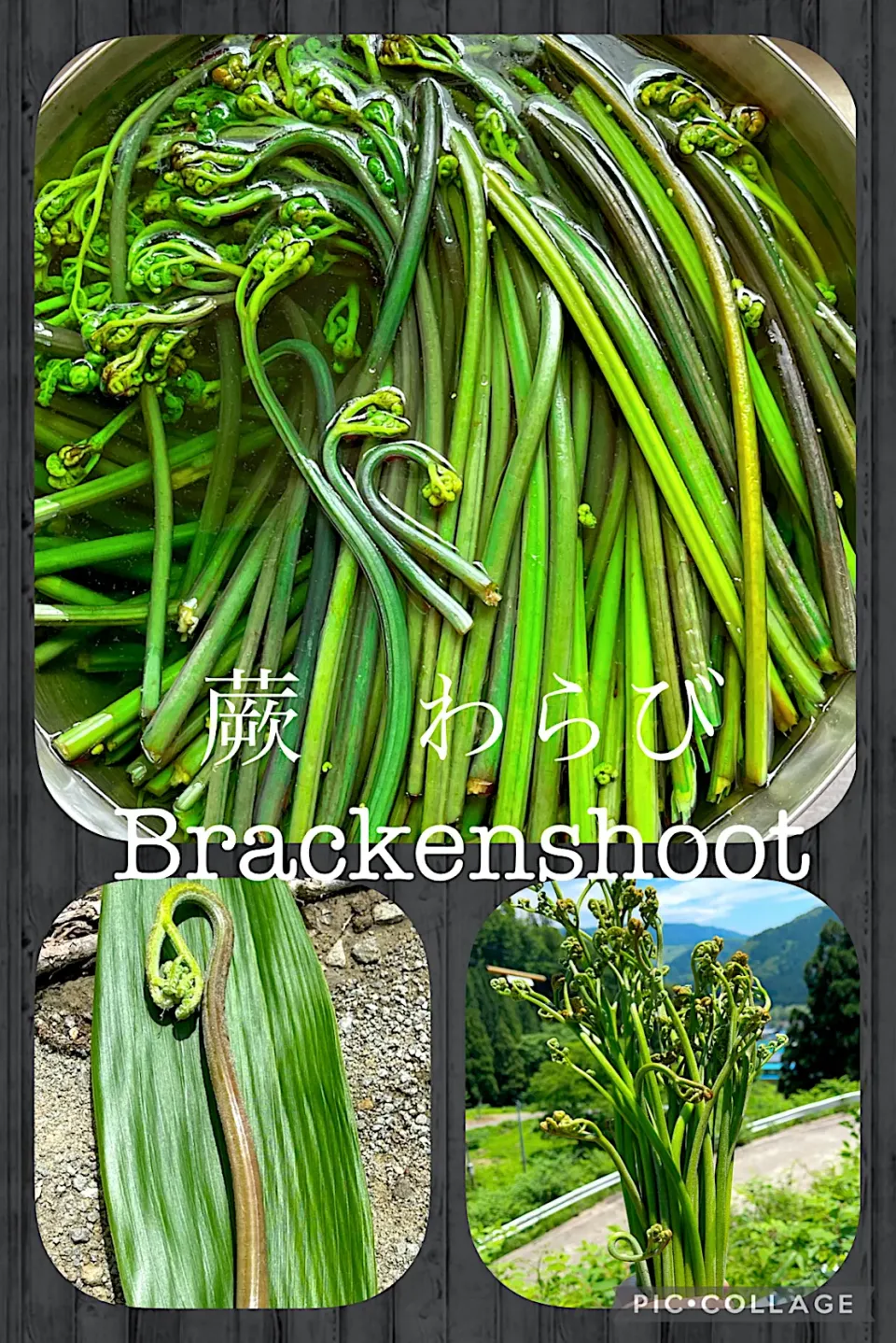 Snapdishの料理写真:蕨わらびBrackenshoot|Blueberry🫐さん