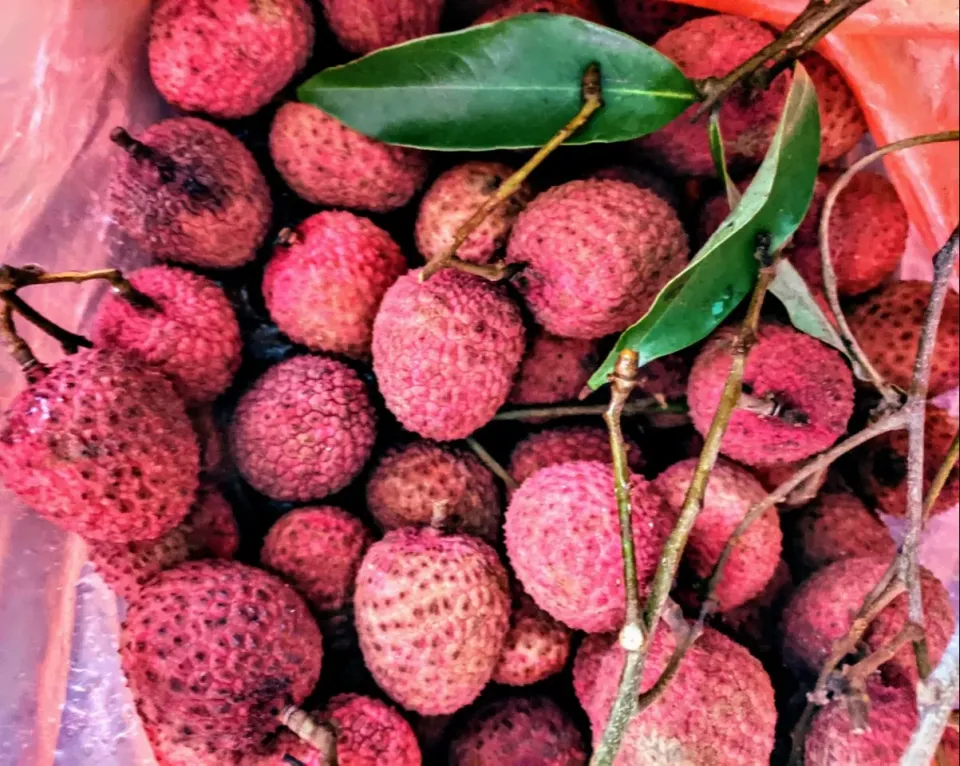 lychees in season|steven z.y.さん