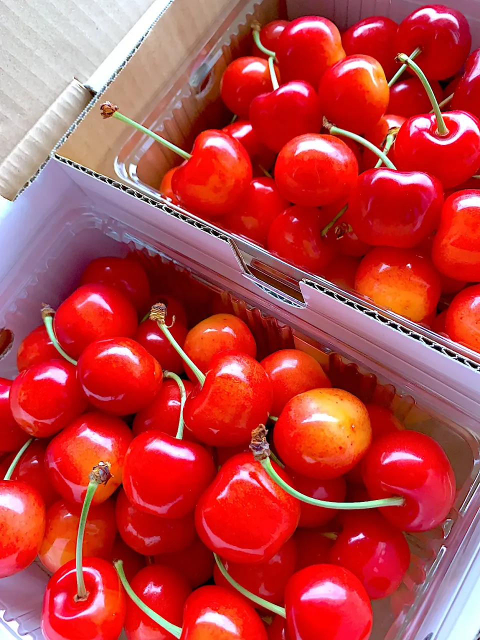 山形県さくらんぼ🍒紅秀峰|シュトママさん