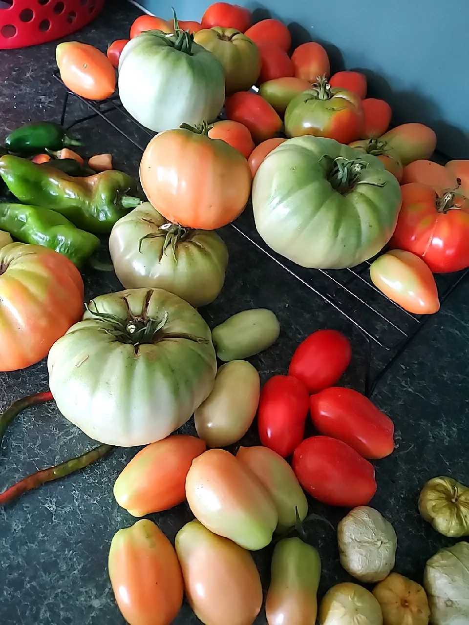 Tomato Harvest|Malik715さん