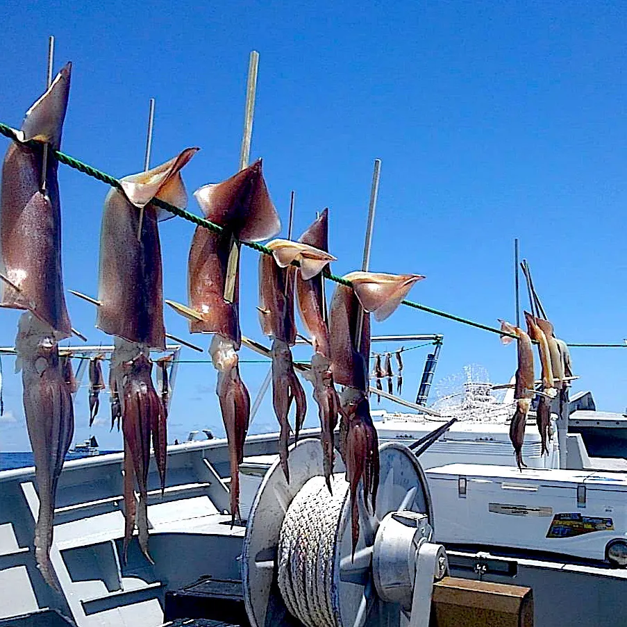 Snapdishの料理写真:イカ釣り🦑スルメイカの船上干し|9421beruさん