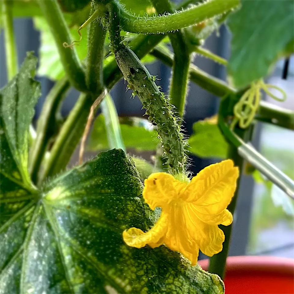 Snapdishの料理写真:きゅうりのベビーちゃん🌼|ぷうさんさん