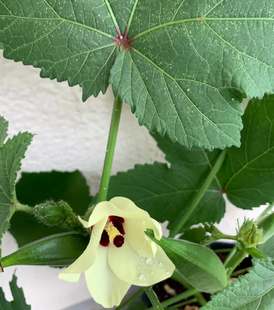 ようやくオクラの花咲きました|シュトママさん