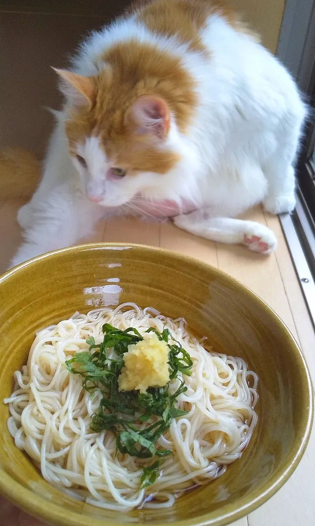 朝そうめん😸揖保乃糸美味です🎵|さくらんぼさん