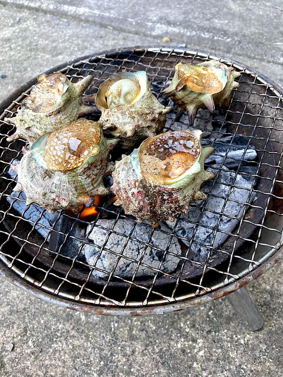 サザエの壺焼き‼️|長さんさん