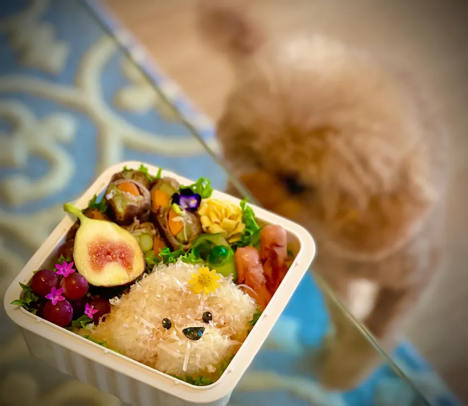 🐶Gluten-free トイプードル 弁当🐩|The Reinhartsさん