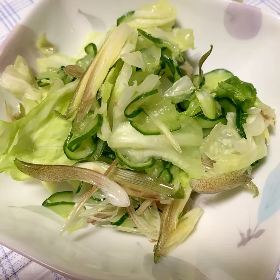 Snapdishの料理写真:野菜の塩揉みサラダ🥗|iguigupopさん