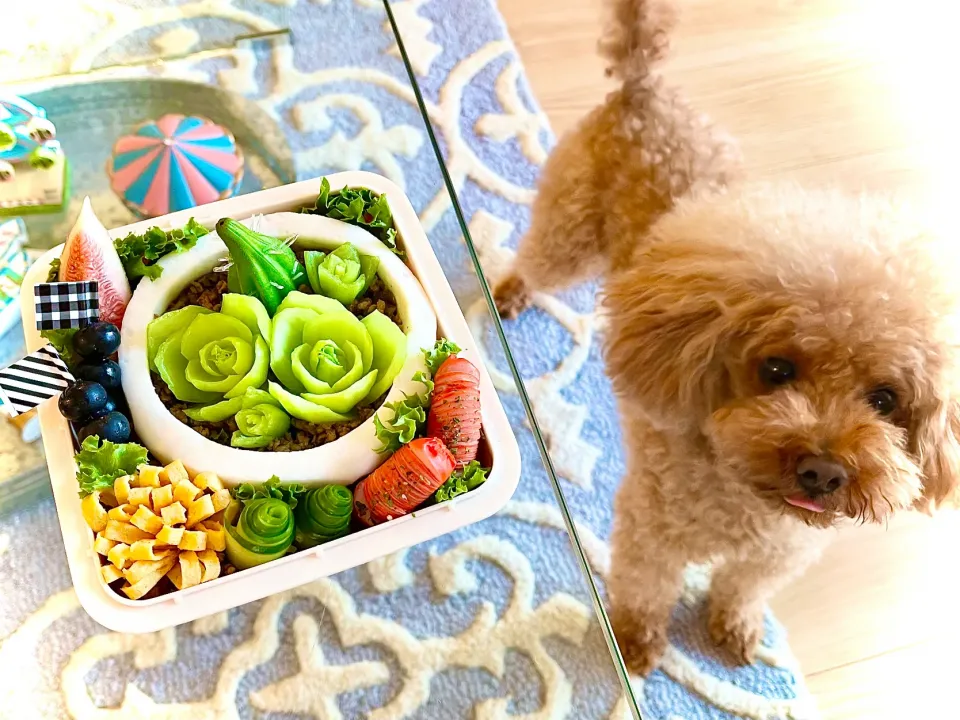 🌵多肉植物弁当🌵Succulents Lunch🌵寄せ植え風|The Reinhartsさん