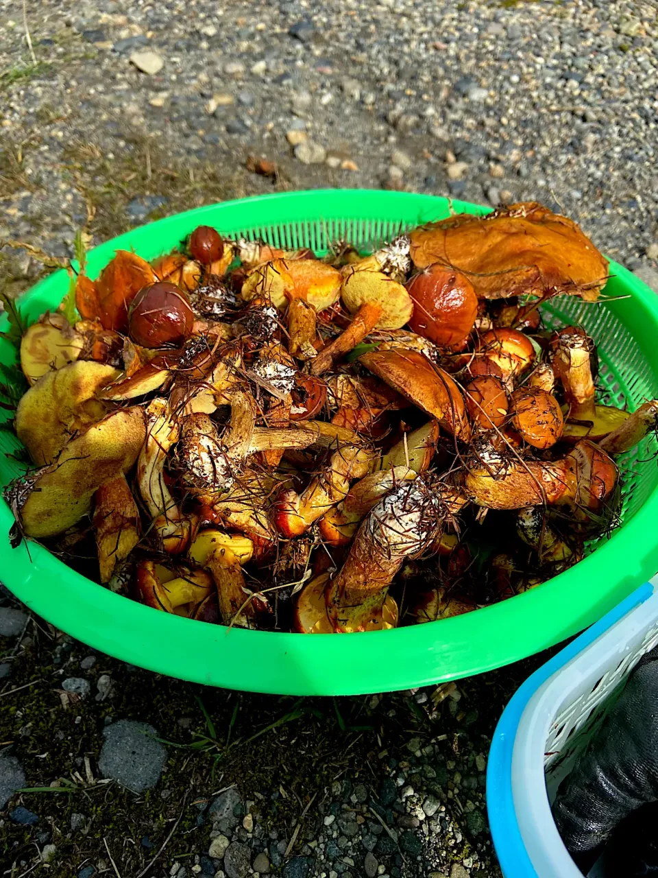 Snapdishの料理写真:今週もきのこ狩り🍄|renharuruさん