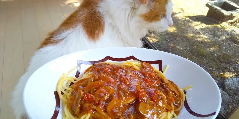 成城石井のボロネーゼ🍝 ハーブとスパイスが多めで大人味😊|さくらんぼさん