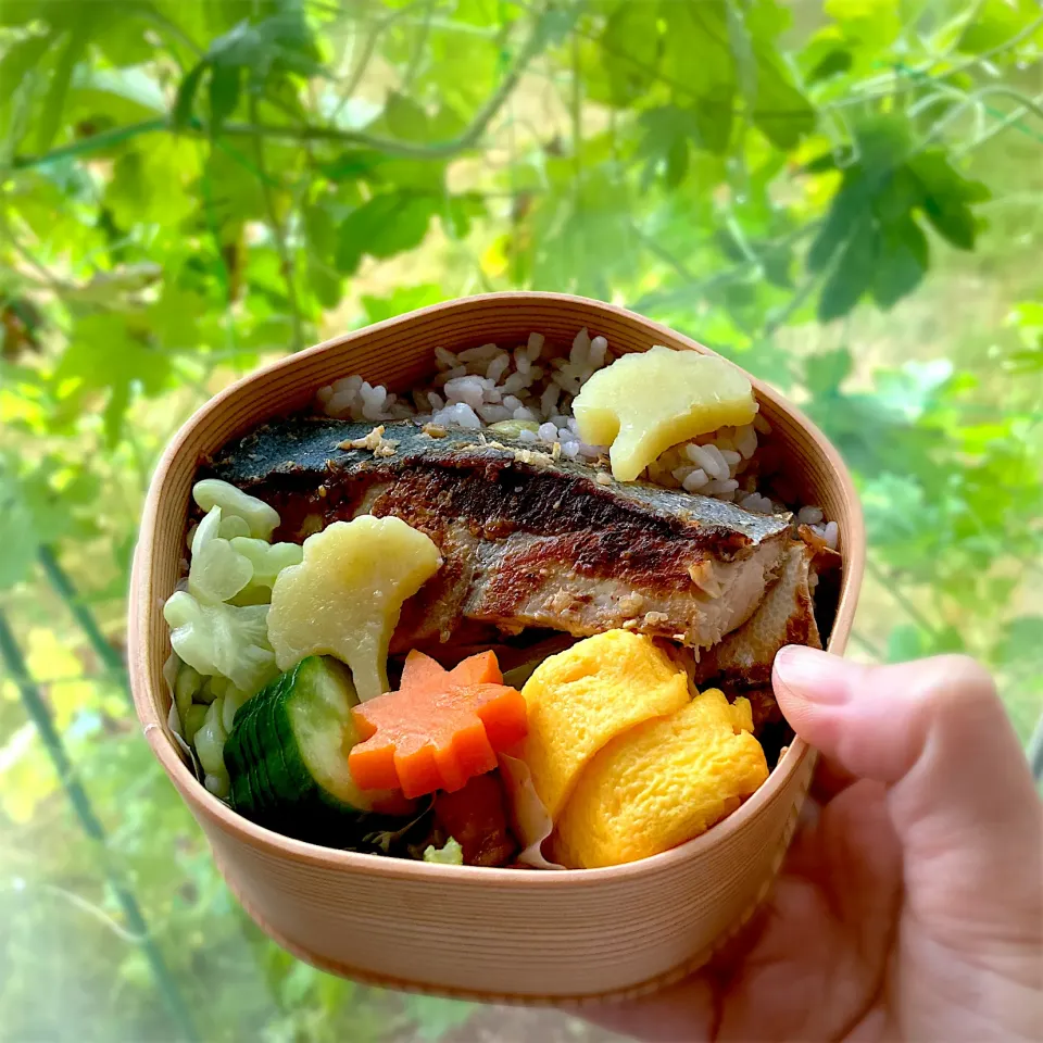 今日のお弁当　塩糀漬け鰤|むぎこさん