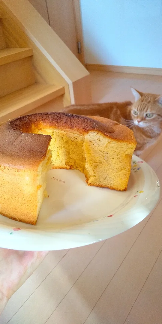 蜂蜜シフォンケーキ🍯 砂糖控えめにしたら甘さ足りないです🤔|さくらんぼさん