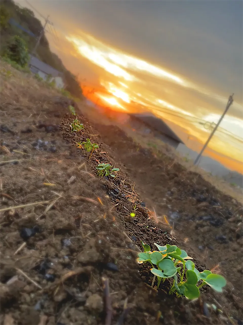 大根の芽🌱間引いてポン酢で🙏|美味飯さん