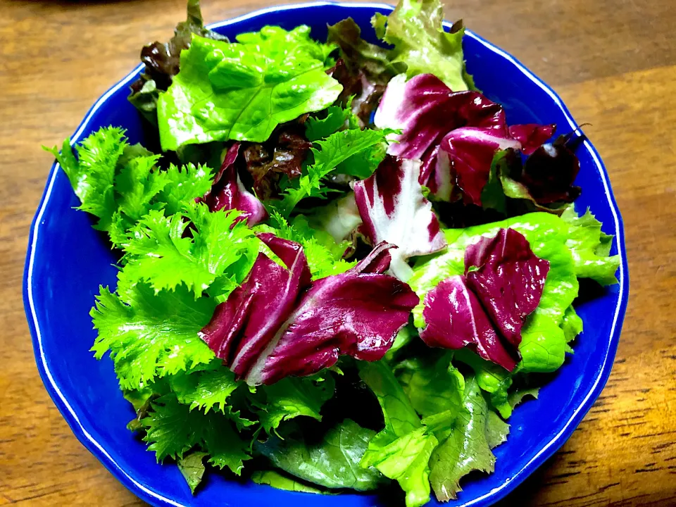 トレビス入りサラダ🥗自家製野菜のみ❣️|ひだまり農園さん