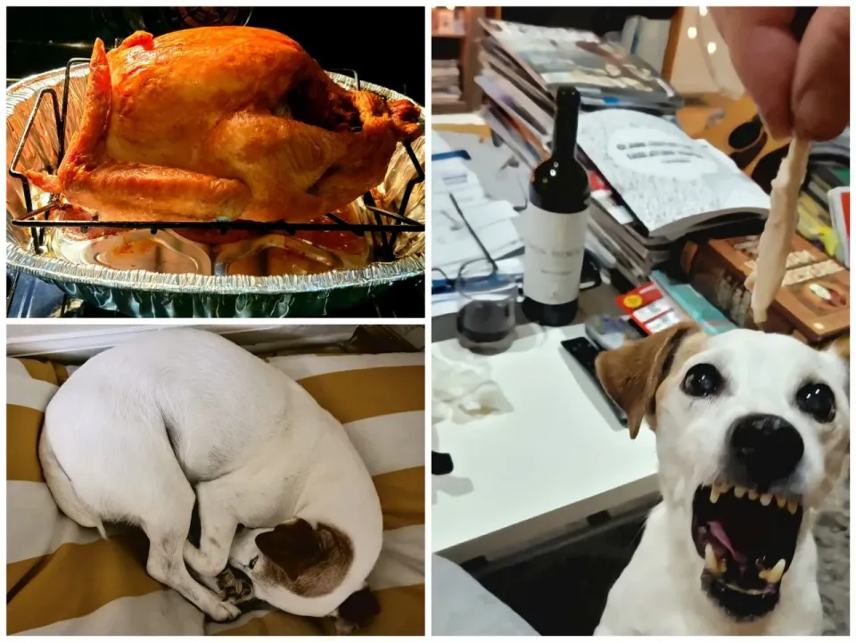 Bud had too much Thanksgiving turkey.....|steven z.y.さん