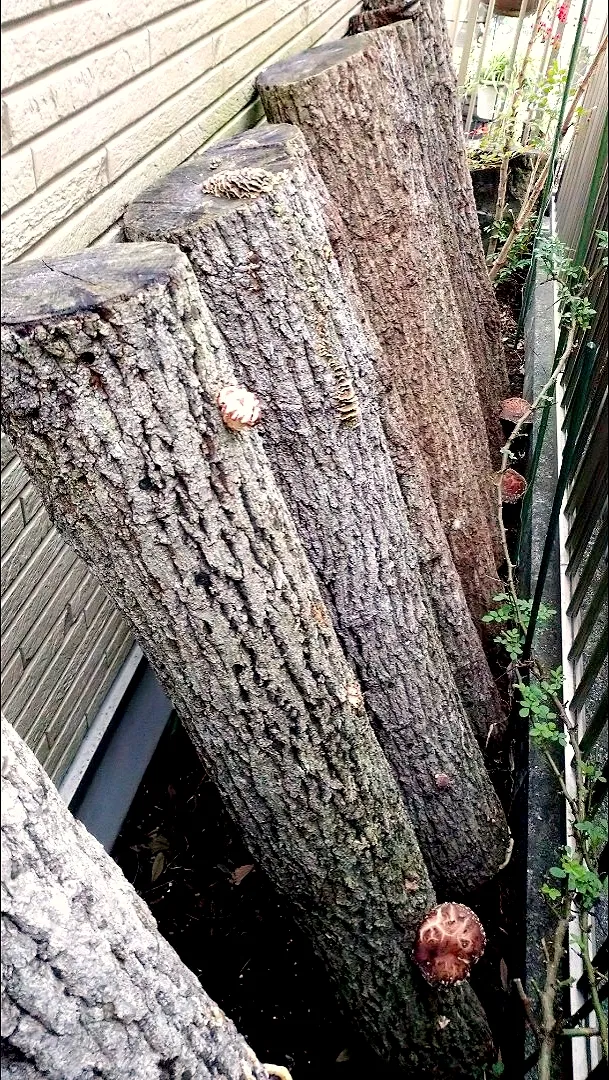 Snapdishの料理写真:原木椎茸が育っています🍄|卯月さん