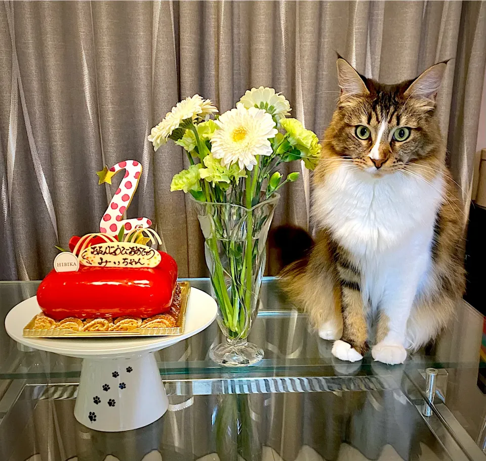 誕生日ケーキ|にゃあ（芸名）さん