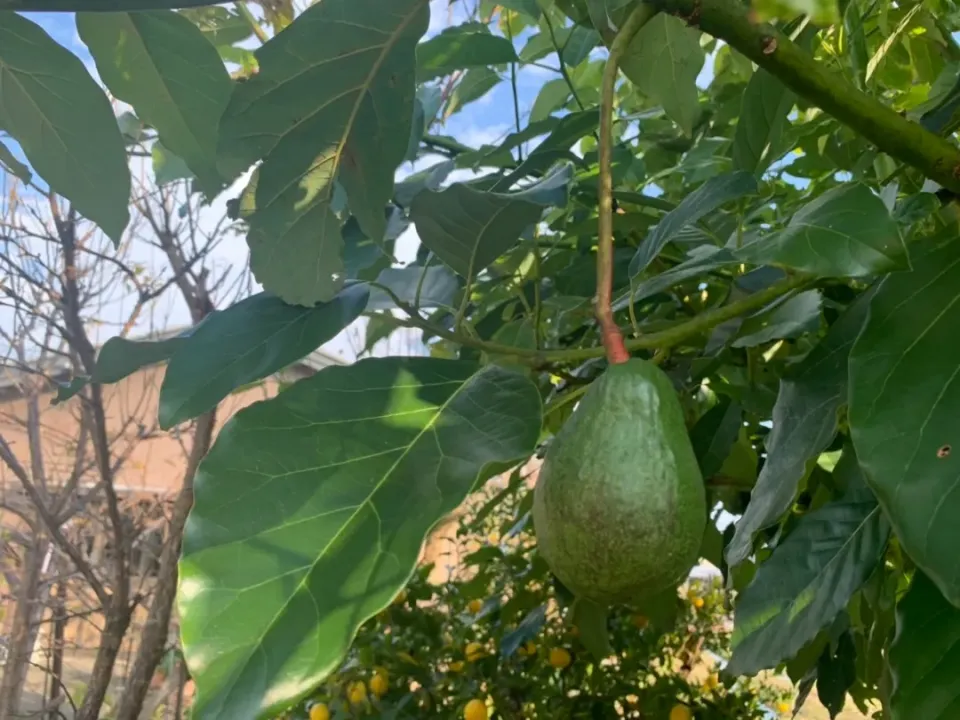 Snapdishの料理写真:🥑伯母の🏠️で🥑アボカドが➰⤴️|きみちさん