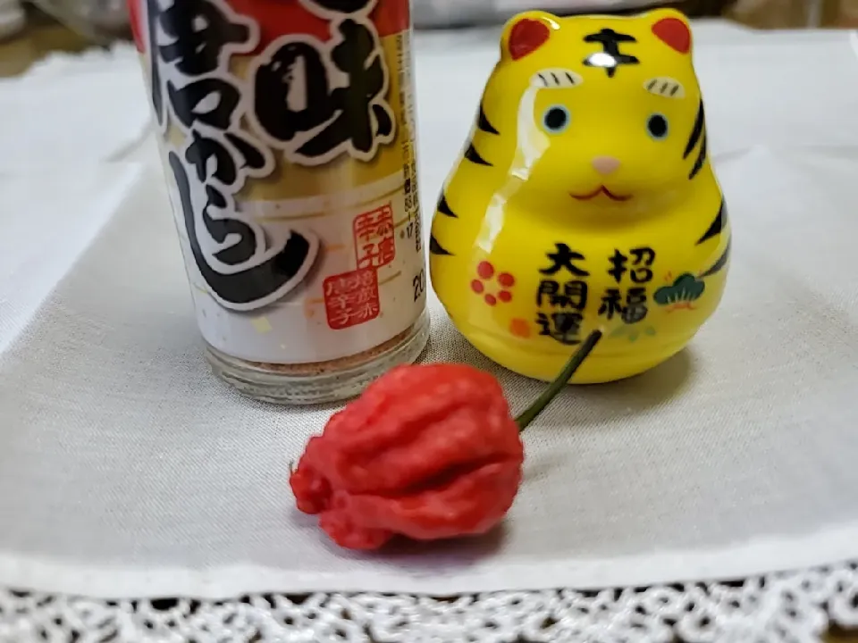 🌶️世界一辛い唐辛子キャロライナリーパー🌶️|みよぱさん