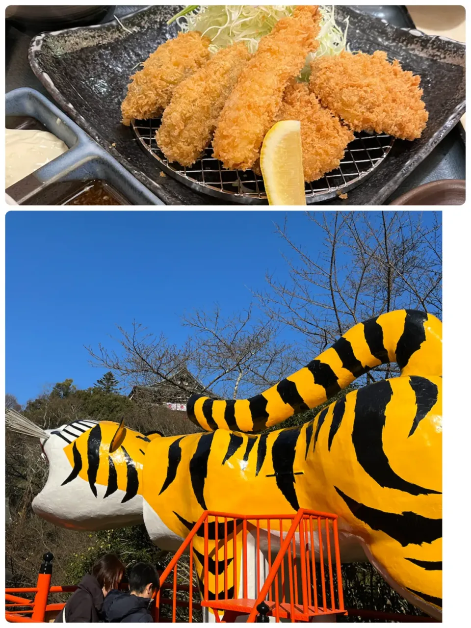 奈良で有名な虎のお寺にお参りに🙏三が日は、20分で行く道が３時間かかったとか。今日は、1時間強でまたよかったです。ランチを食べたら眠くなります😴|tamemitiさん