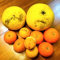 田舎で収穫した柑橘類たち