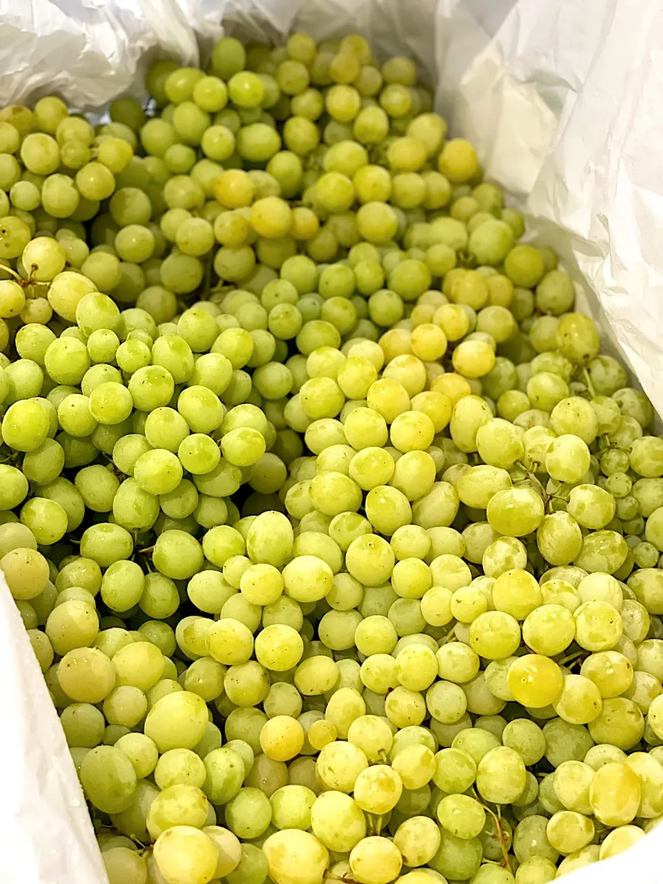 green grapes|hweeyhさん