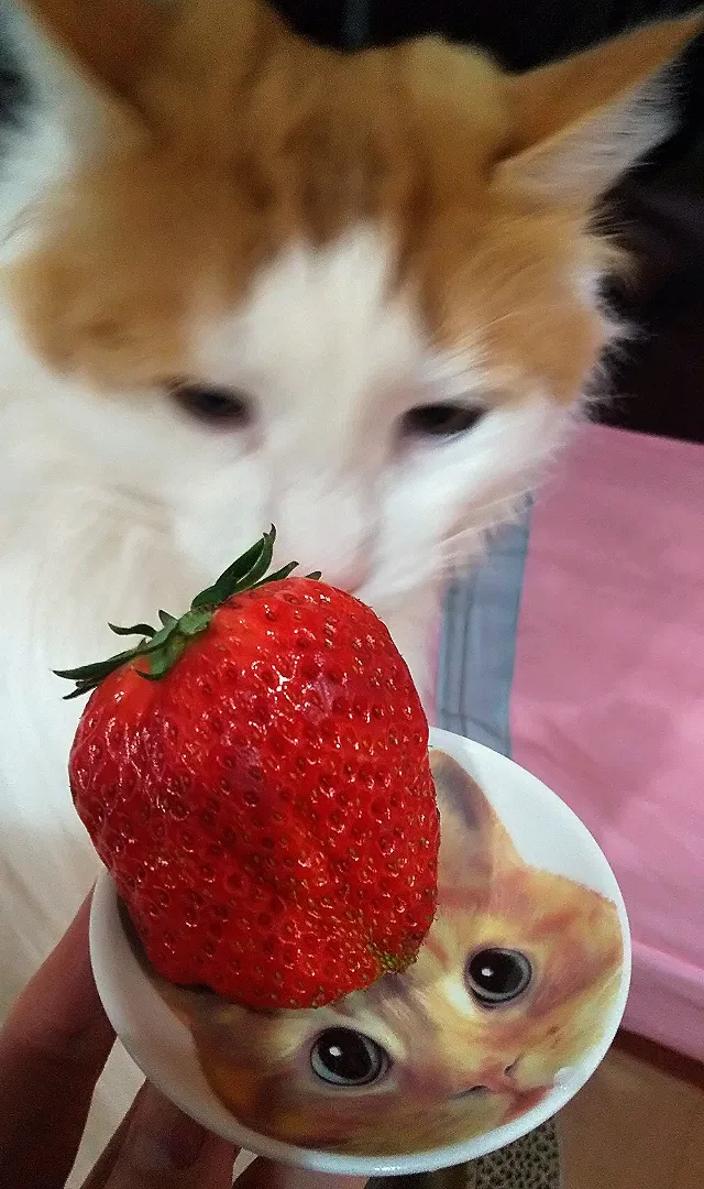 Snapdishの料理写真:紅ほっぺ🍓 春の訪れ|さくらんぼさん