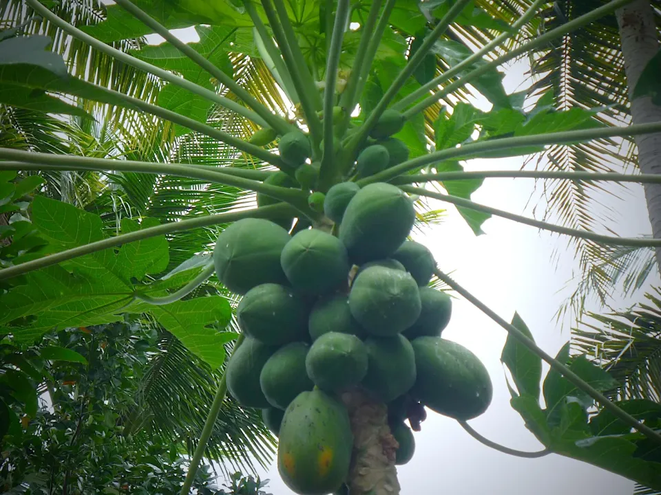 パパイヤの木🇲🇾|友紀さん