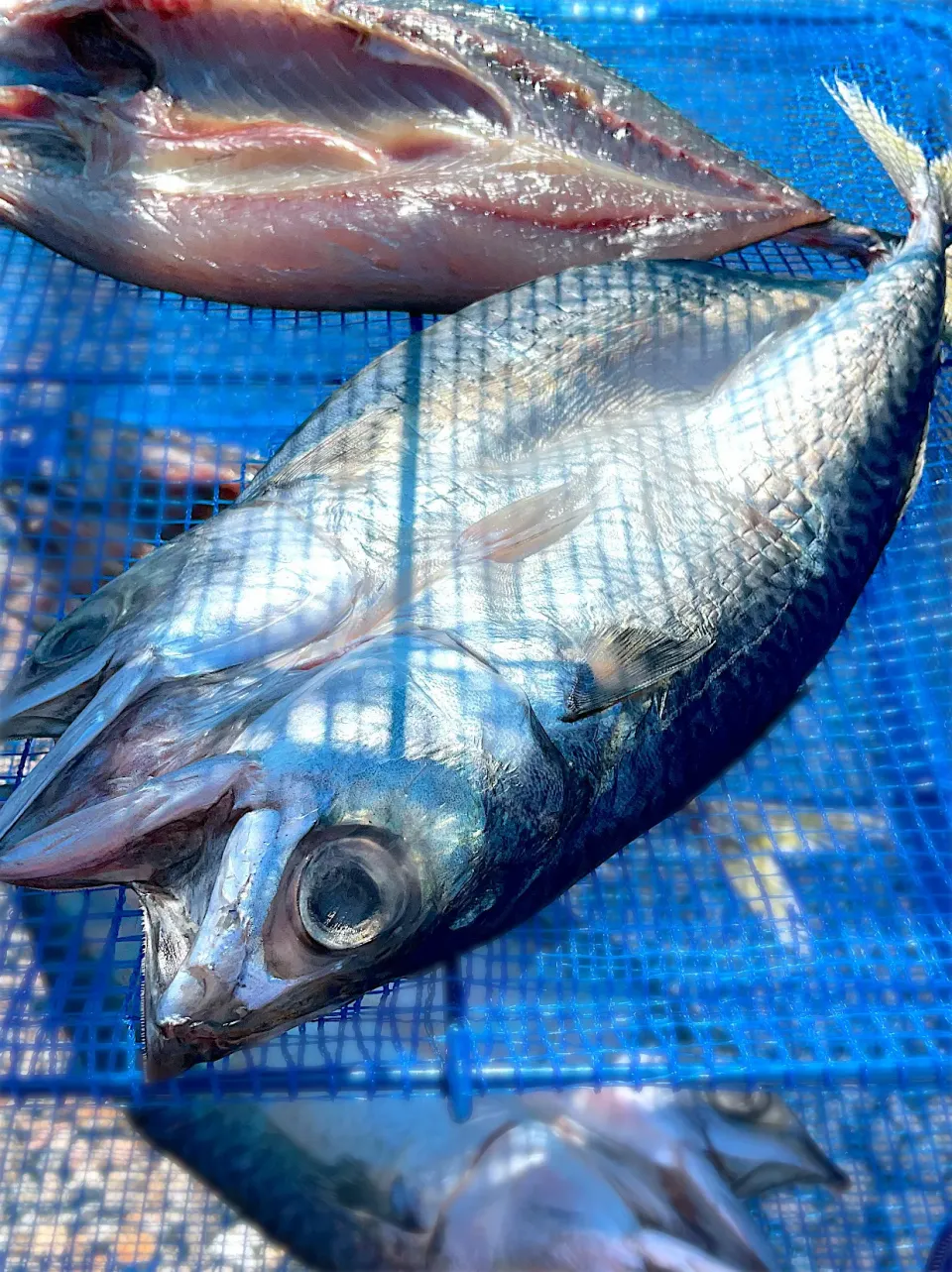 釣り魚🎣和歌山ラングイの寒サバで干物|9421beruさん