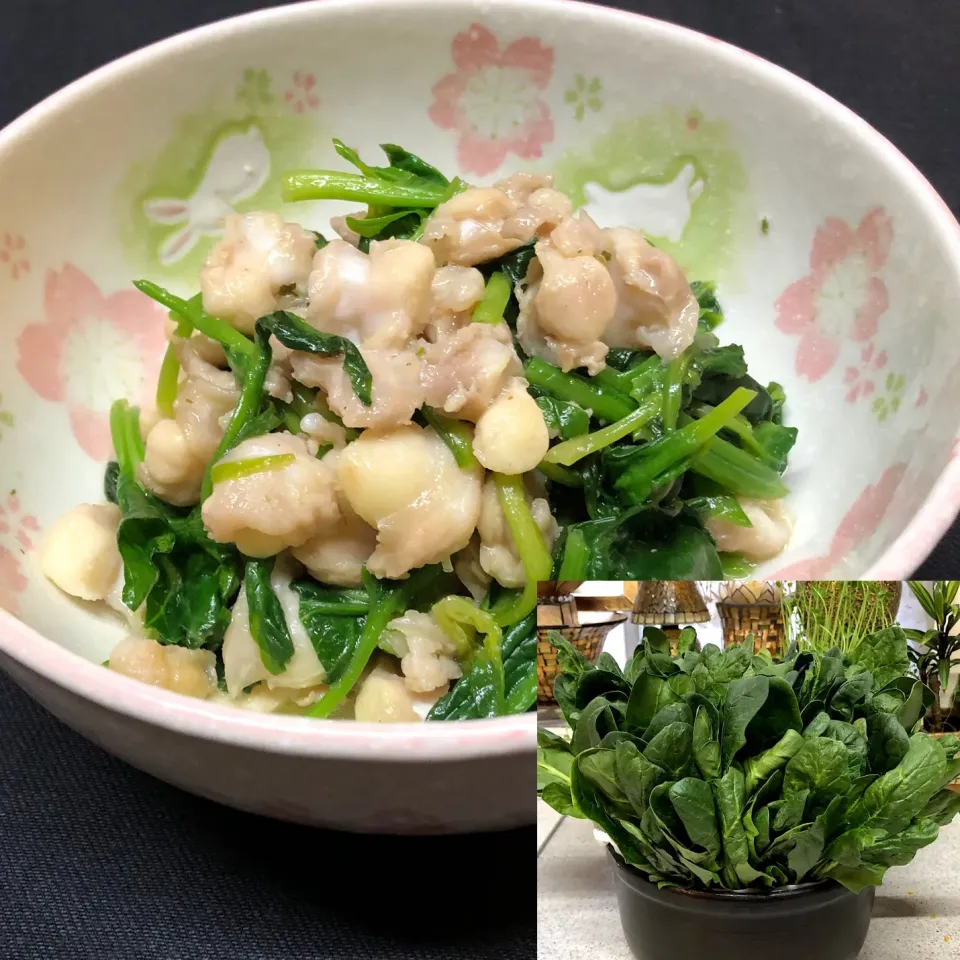 Snapdishの料理写真:家庭菜園ほうれん草🌿de鶏軟膏炒め|henryさん