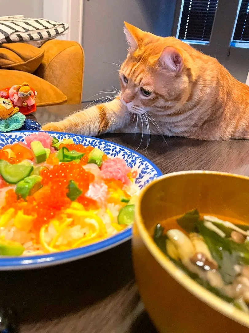 Snapdishの料理写真:とらちゃん❤️|とんちぃさん