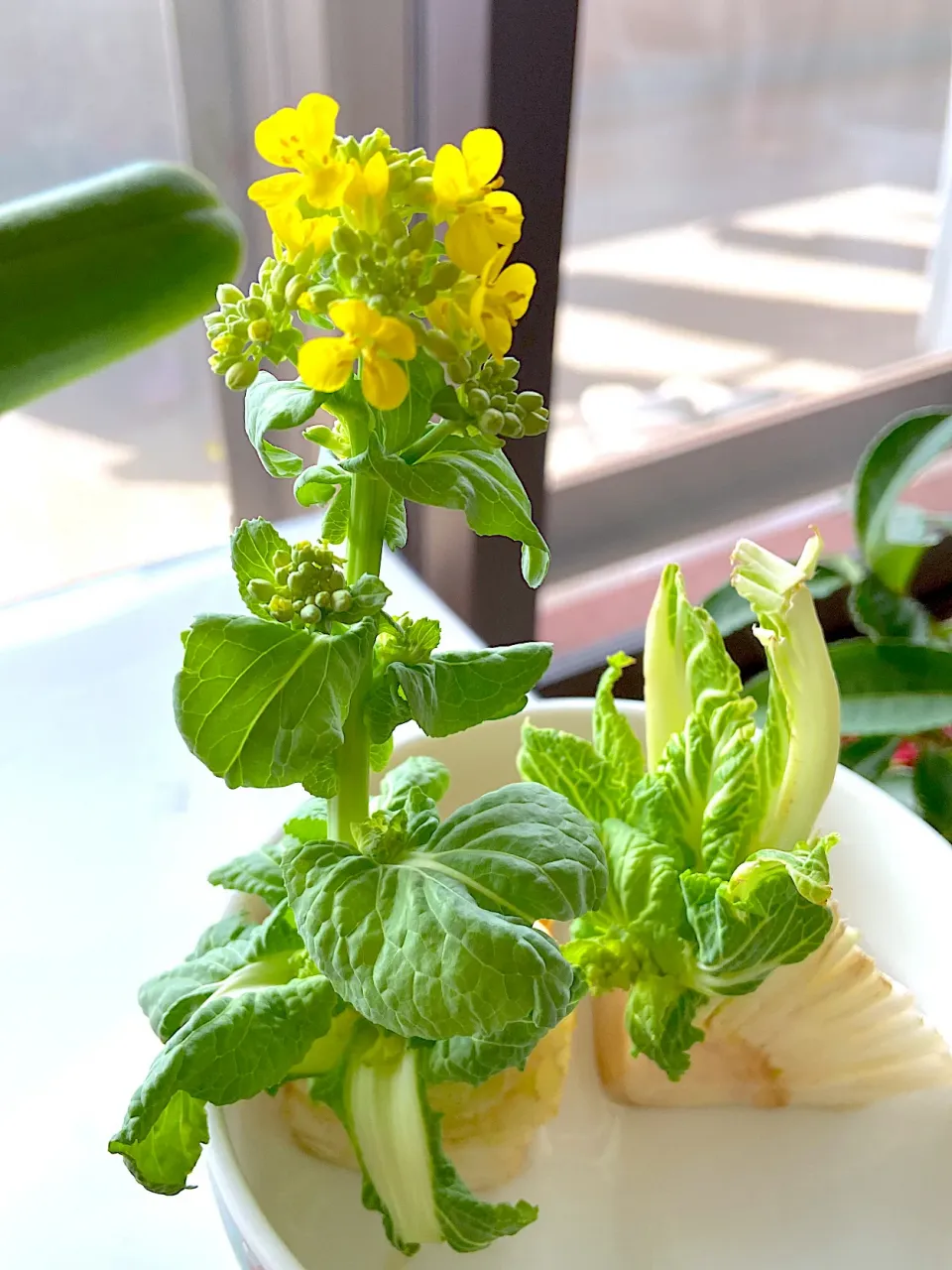 スーパーで買った白菜　　花が咲きました🌼|901さん