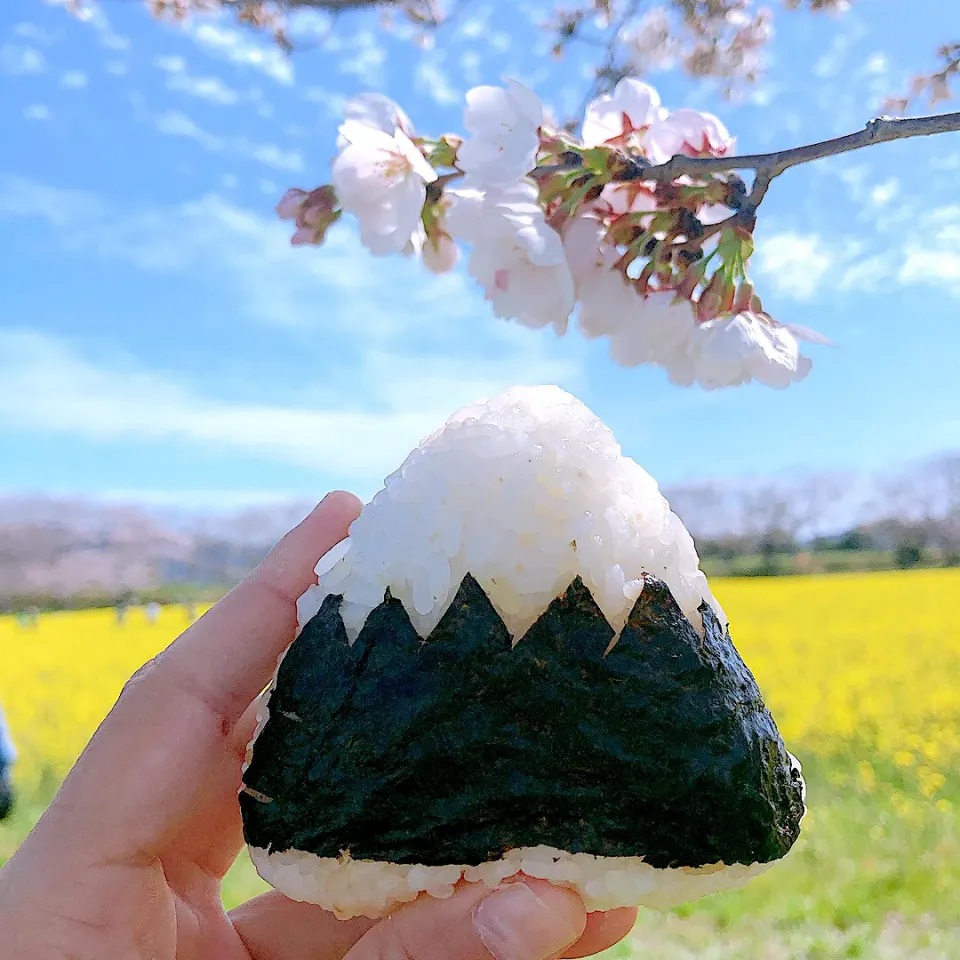 Snapdishの料理写真:富士山おにぎりでお花見🌸|sarada.makiさん