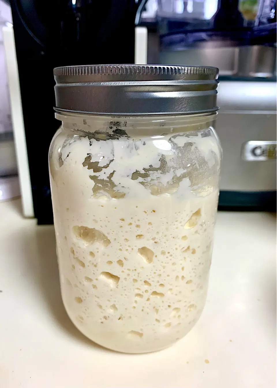 Sourdough Starter|gonbenさん