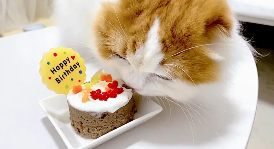 猫用ケーキ🍰1歳のお誕生日♡|lalapoさん