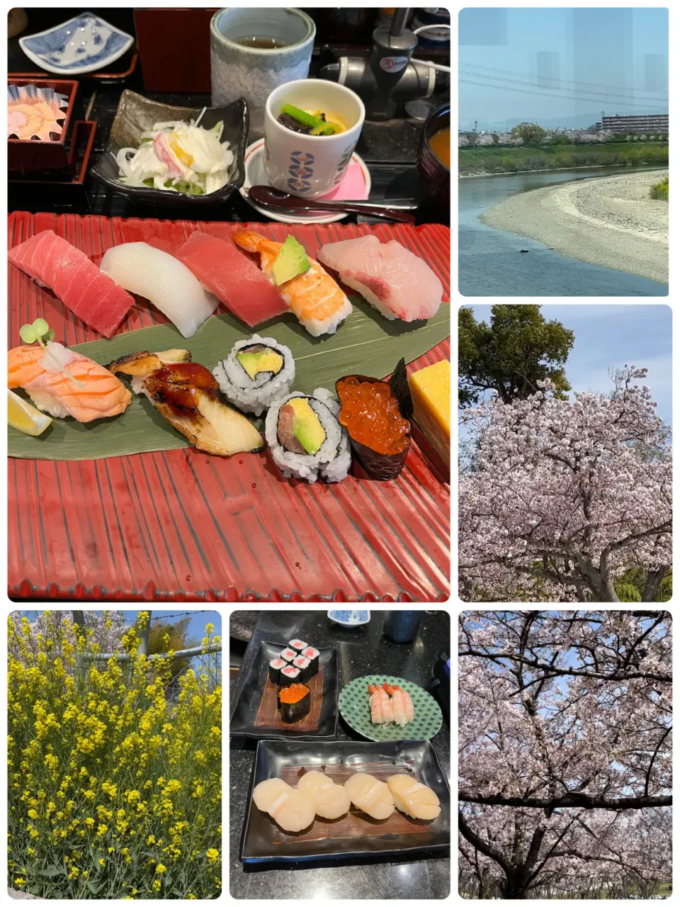 今日は亡兄の命日です。あの時も桜がとっても綺麗な日でした🌸|tamemitiさん