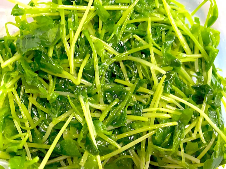 豆苗|みーこさん