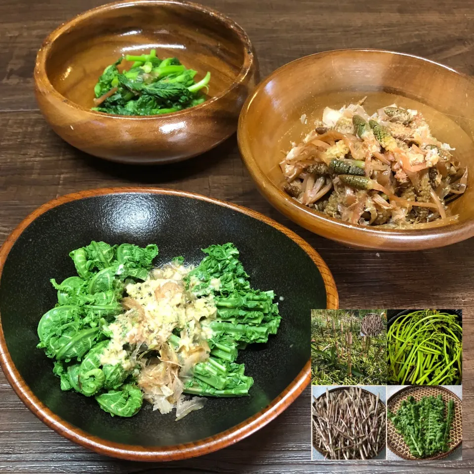 henryさんの料理 春爛漫🌸つくしのお浸し＊コゴミのお浸し🍃菜花🌿|henryさん