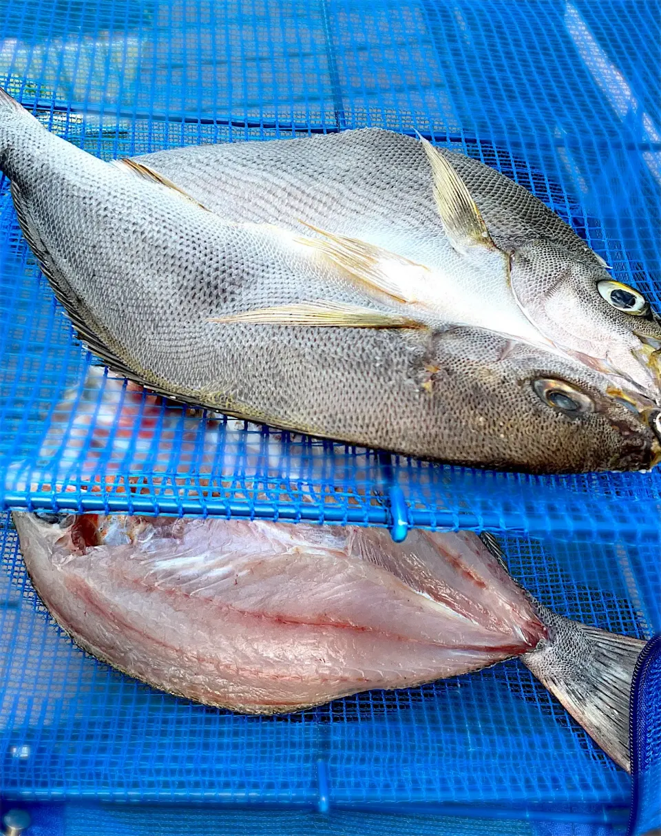 釣り魚🎣イサキの干物|9421beruさん