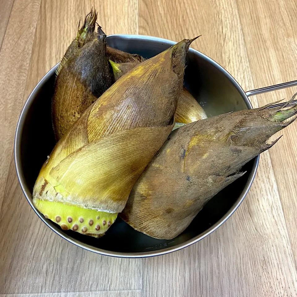 筍|ス〜さんさん