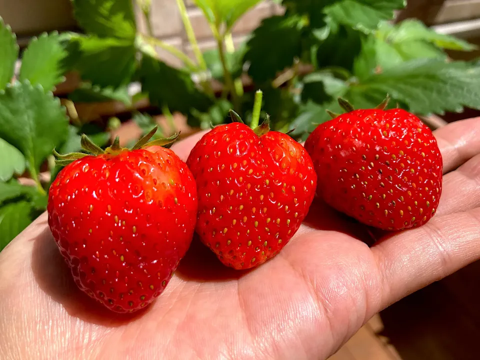 ＊自家製いちごちゃん🍓🍓🍓＊|＊抹茶＊さん