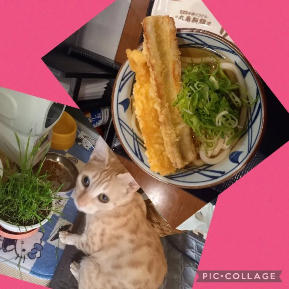 今日は丸亀製麺(˶˙º̬˙˶)*॰|ジロー7さん