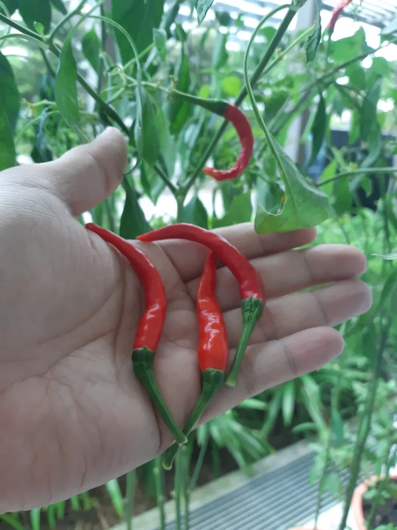 My Chilli Plant|秋平さん